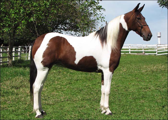 JUREMA