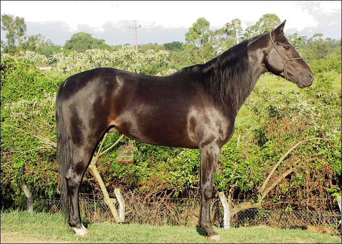 CHUCARO ALTHEA BAQUEANO