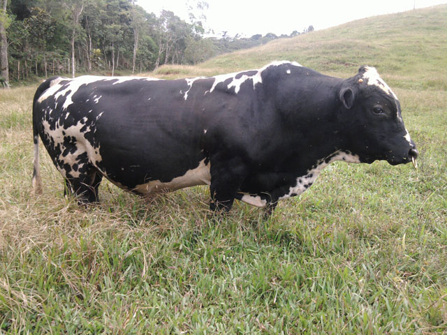 CIDINHO