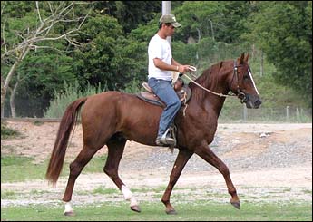 COROADO DA ROCA