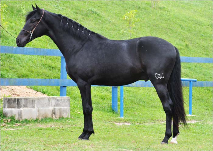 NERO DO CAL