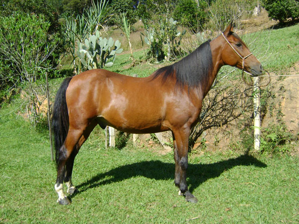 BARÃO