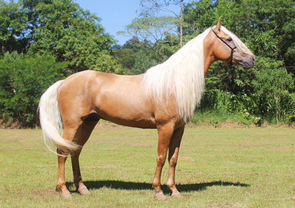 EROS II DO RASF