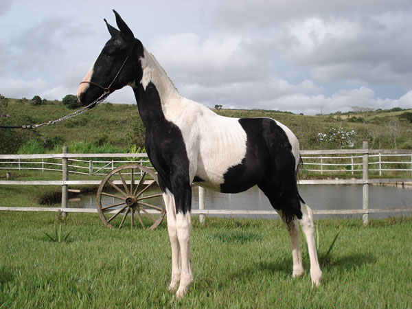 CONRADO COSTA DO SOL