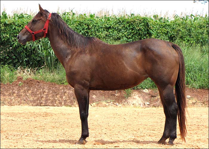 TOKAINA SM