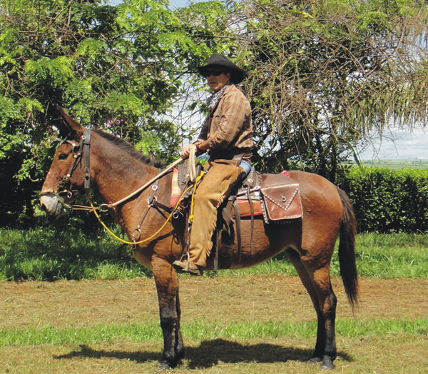 FORTALEZA MADE