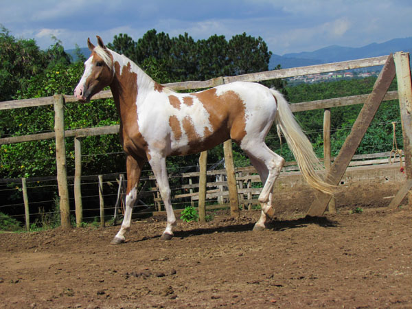 PRÍNCIPE RA