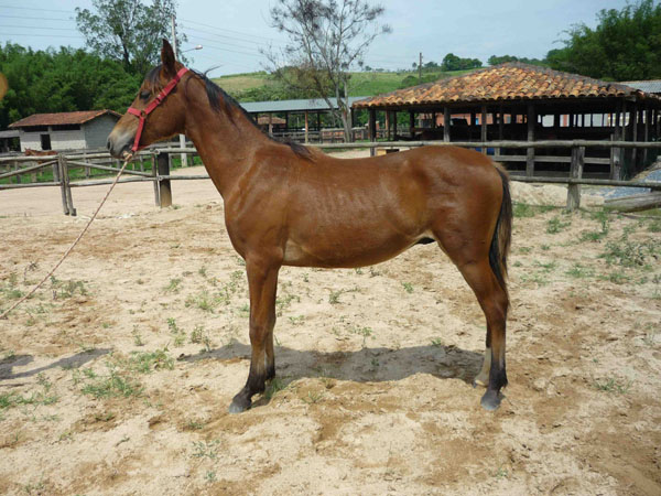 HIMALAIA MOSSORO