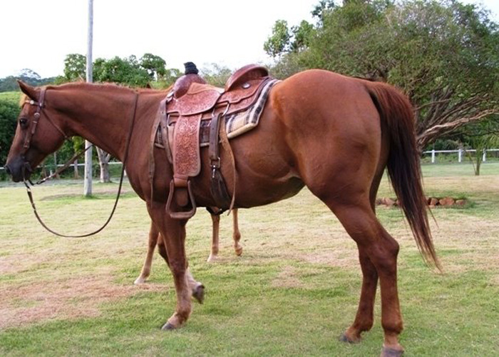 PRINCESA ZORRERO