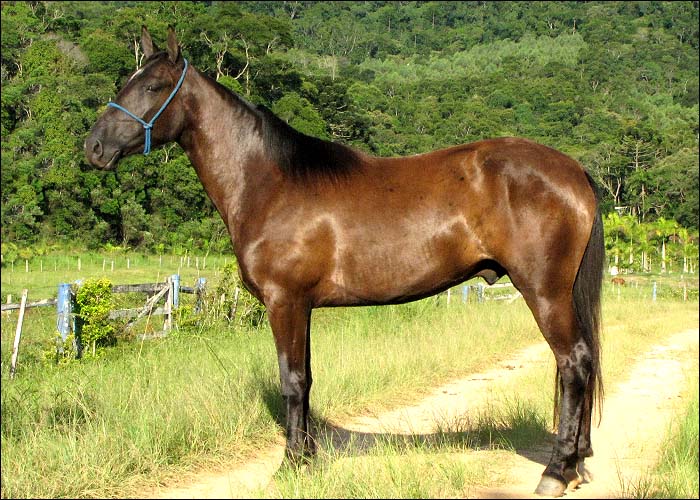 NEGRESCO DO ATREVIDO
