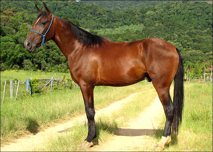 TORNADO DO GOIANO