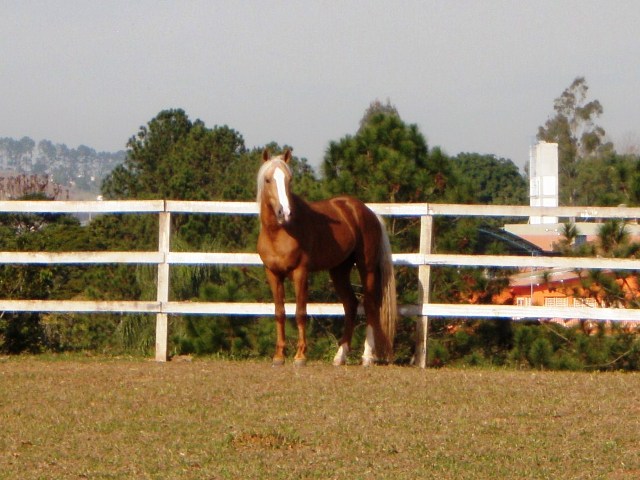 PÉGASUS VEGAS