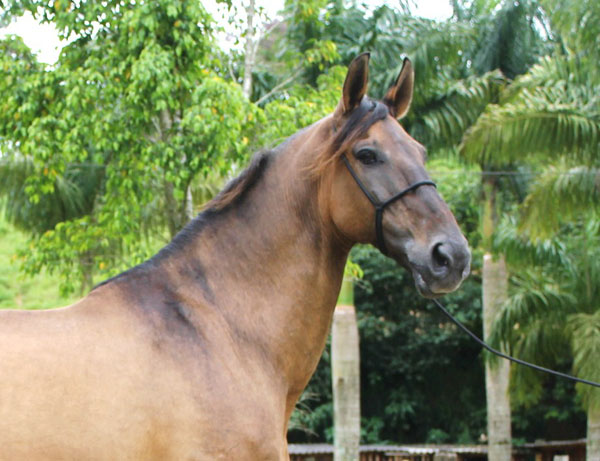 IMPERADOR DO RASF