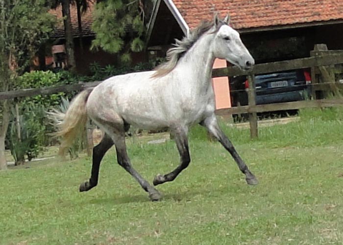 DAMASCO DR