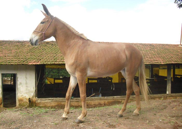 COLINA