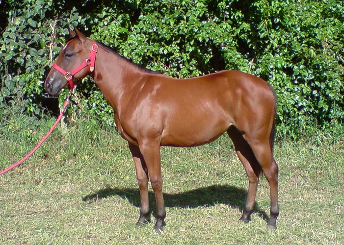 KATTYNITA