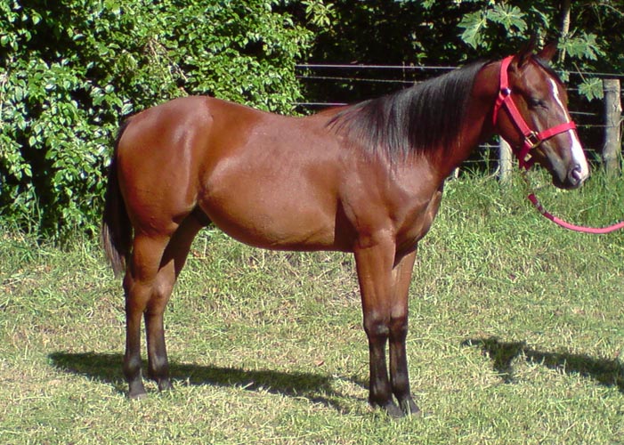 LENALIZ JR