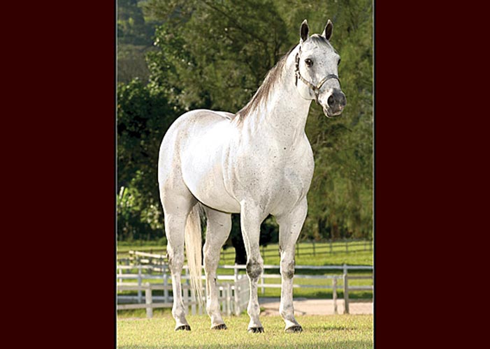 SILVER WILD SLN (ROXÃO)