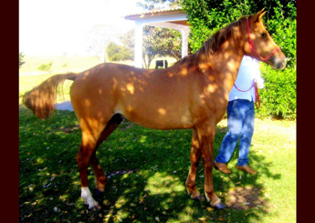KING TUNDER BH