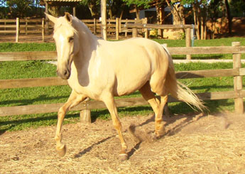 MADONA VSR