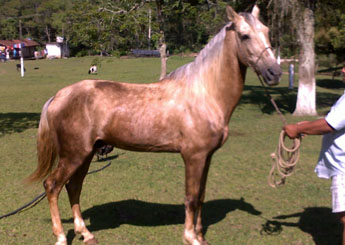 APOLO