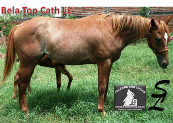 BELA TOP CATH LL