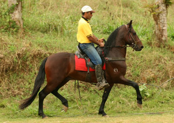 FARAÓ HARAS PALMA