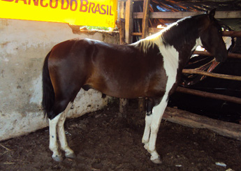 GAROTO