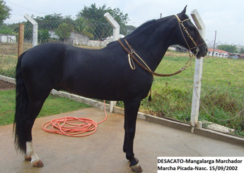 DESACATO DA ACÁCIA AMARELA