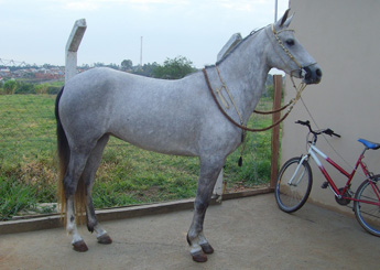 PRINCESA DA ACÁCIA AMARELA