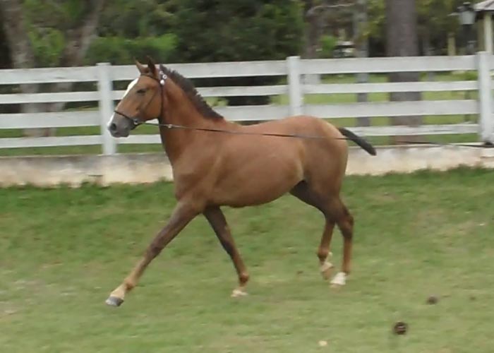 FURIOSO HCI