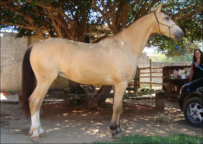 URUTAU CAXAMBUENSE