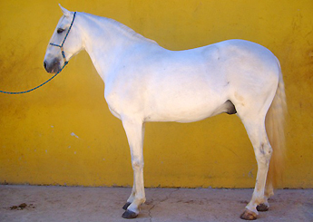 ONIX HARMONIA