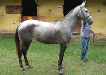 CARMONA DE MINAS