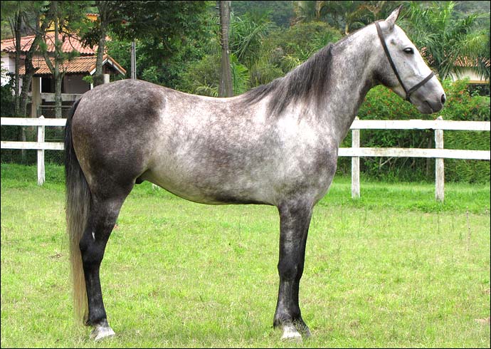 MUSTANG DE MARANCAR