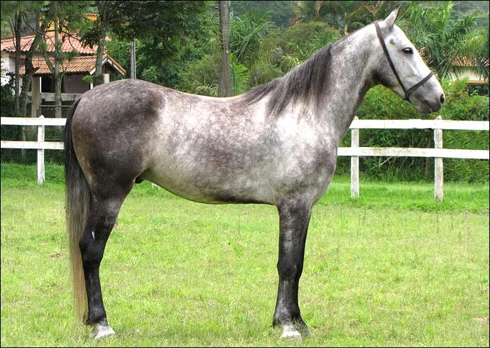 MUSTANG DE MARANCAR