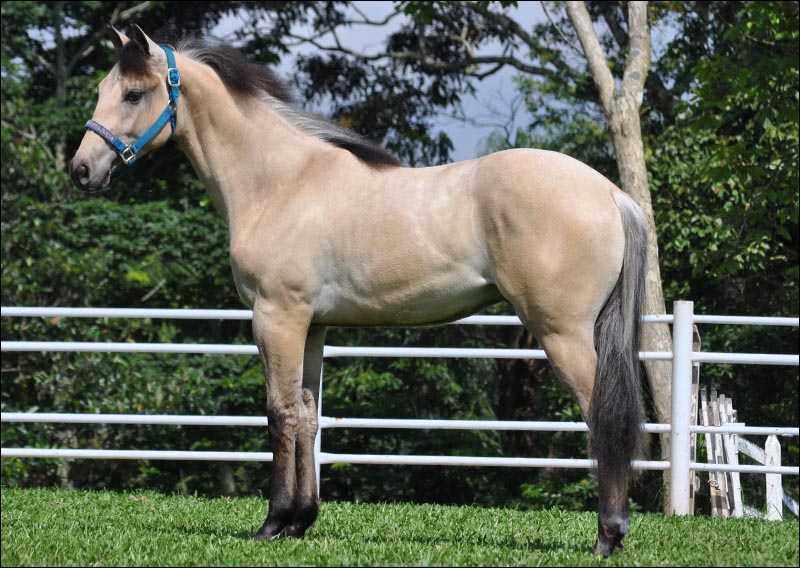 FALCÃO MELODY DUN IT