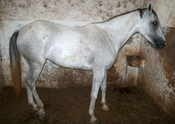 DESERT BARILA