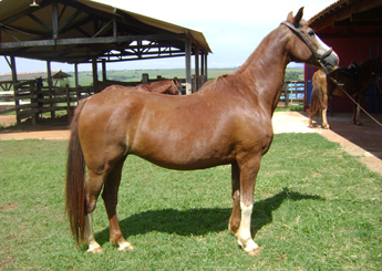JACIRA DO CHALET