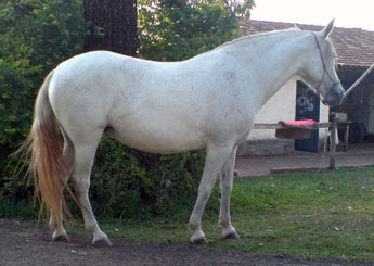ESCUNA DO KIKINGER