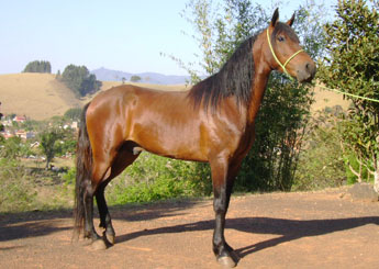EROS DO SAPUCAI MIRIM