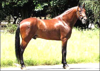 GUARANI