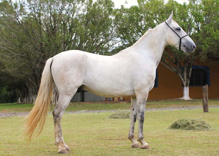 GALANTE DO RASF
