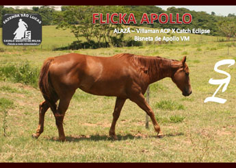 FLICKA APOLLO (EMBRIÃO)