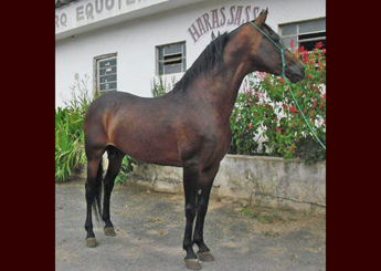 MERCÚRIO DE SAMBAIBA