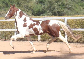 TÓQUIO DO PEC