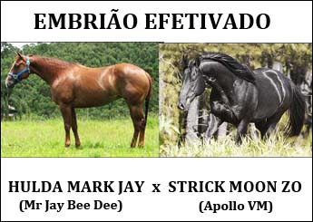 HULDA MARK JAY X STRICK MOON ZO