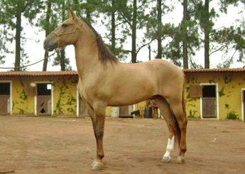 PRECIOSO RA