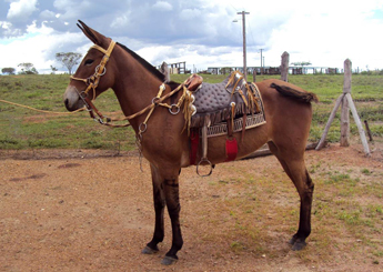 BRASÍLIA DA VEREDA DO GATO