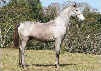 GARBOSO